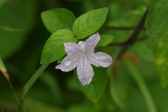 Dipteracanthus patulus